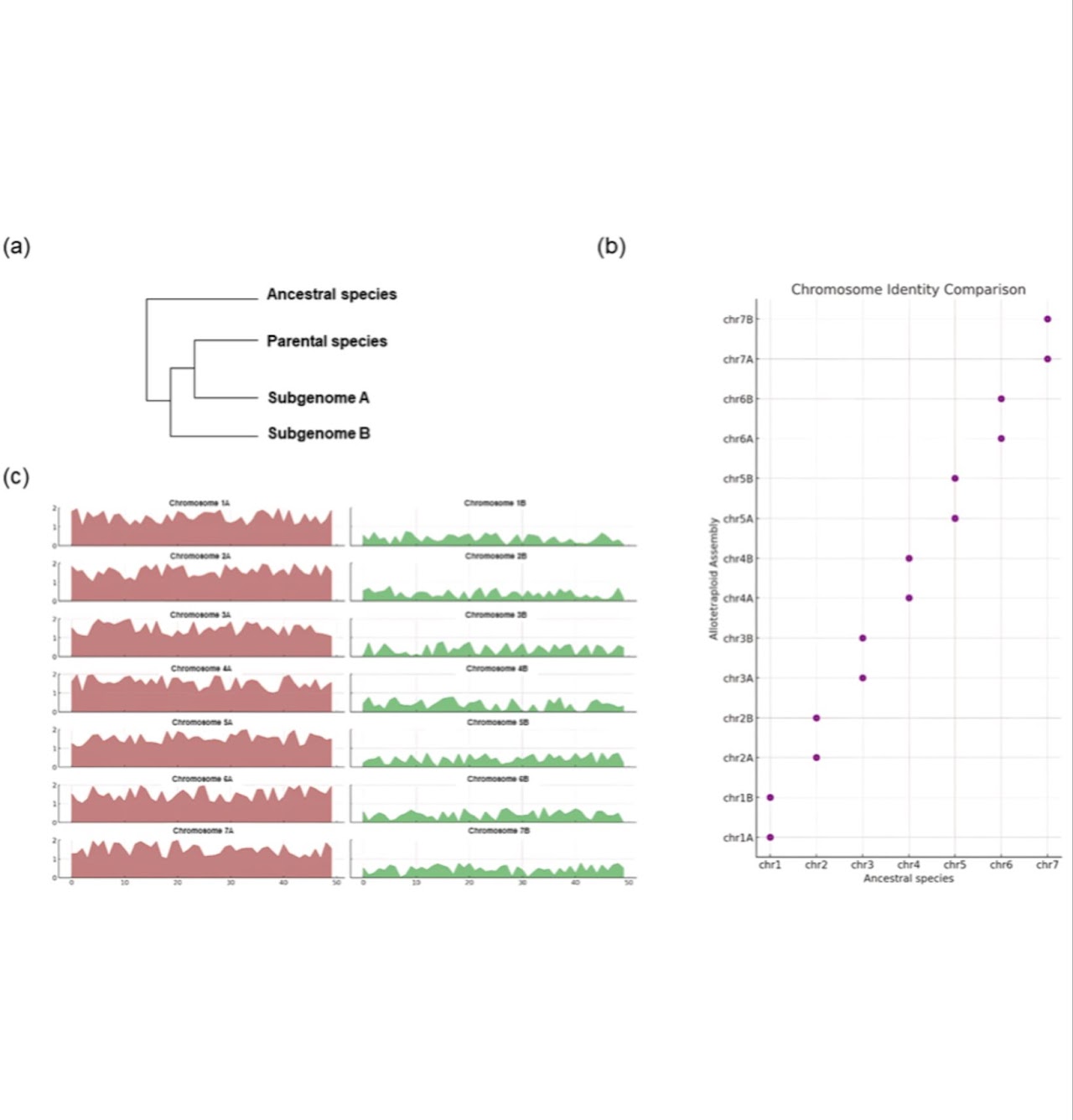 Genome assembly